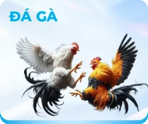 icon đá gà f8bet